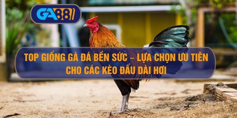 GA88 Top giống gà đá bền sức – Lựa chọn ưu tiên cho các kèo đấu dài hơi