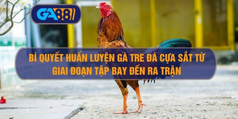 GA88 Bí Quyết Huấn Luyện Gà Tre Đá Cựa Sắt Từ Giai Đoạn Tập Bay Đến Ra Trận