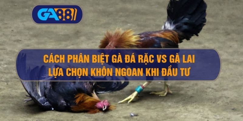 GA88 Cách Phân Biệt Gà Đá Rặc Vs Gà Lai – Lựa Chọn Khôn Ngoan Khi Đầu Tư