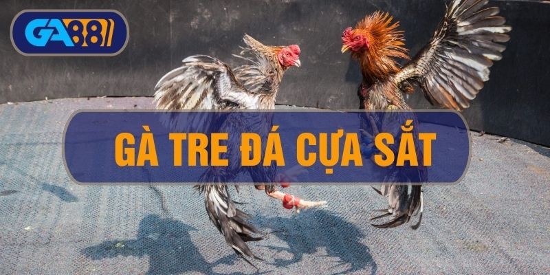GA88 Gà Tre Đá Cựa Sắt - Cách Nuôi Và Huấn Luyện Tạo Ra Siêu Kê