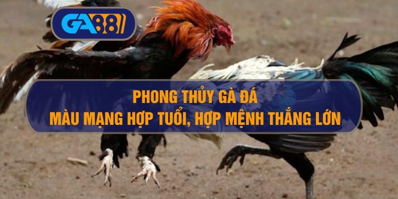 GA88 Phong thủy gà đá: Màu mạng hợp tuổi, thắng lớn nhờ hợp mệnh