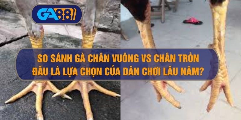 GA88 So sánh gà chân vuông vs chân tròn – Đâu là lựa chọn của dân chơi lâu năm?
