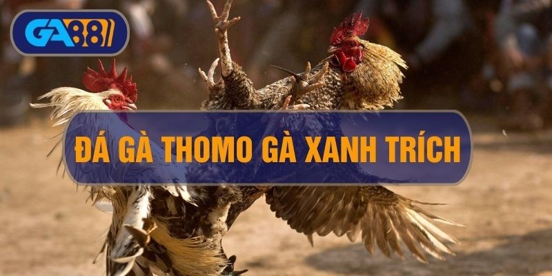 GA88 Đá Gà Thomo Gà Xanh Trích: Sân Chơi Thời Thương Giới Chọi Gà