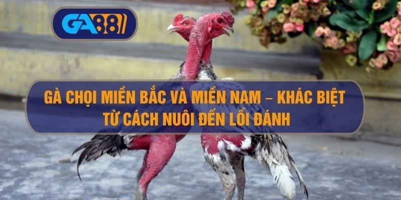 GA88 Gà chọi miền Bắc và miền Nam – Khác biệt từ cách nuôi đến lối đánh