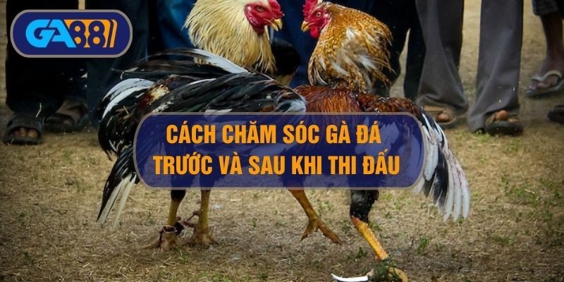 GA88 Cách chăm sóc gà đá trước và sau mỗi trận đấu kê sư cần biết