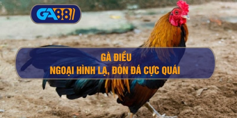 GA88 Gà điều – Ngoại hình lạ, đòn đá cực quái có đáng đầu tư?