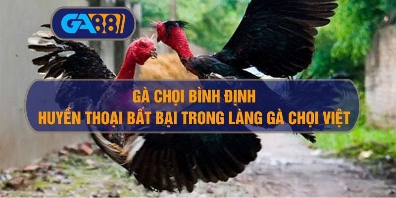 GA88 Gà Chọi Bình Định – Huyền Thoại Bất Bại Trong Làng Gà Chọi Việt