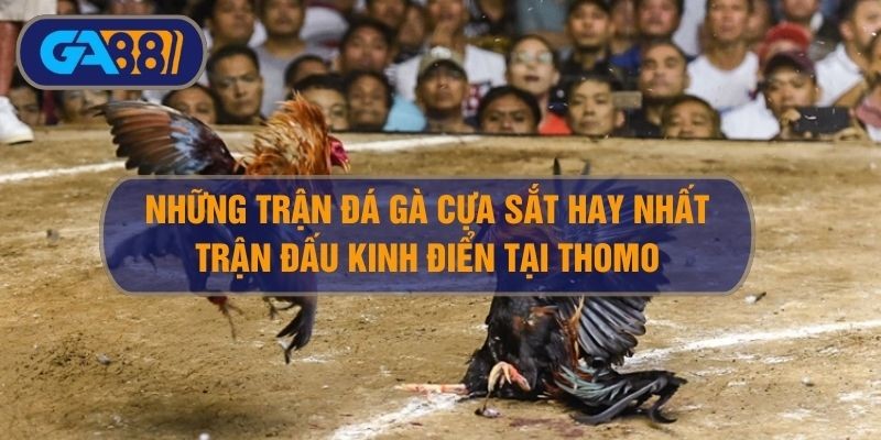 GA88 Tổng hợp những trận gà đá cựa sắt hay nhất siêu kinh điển