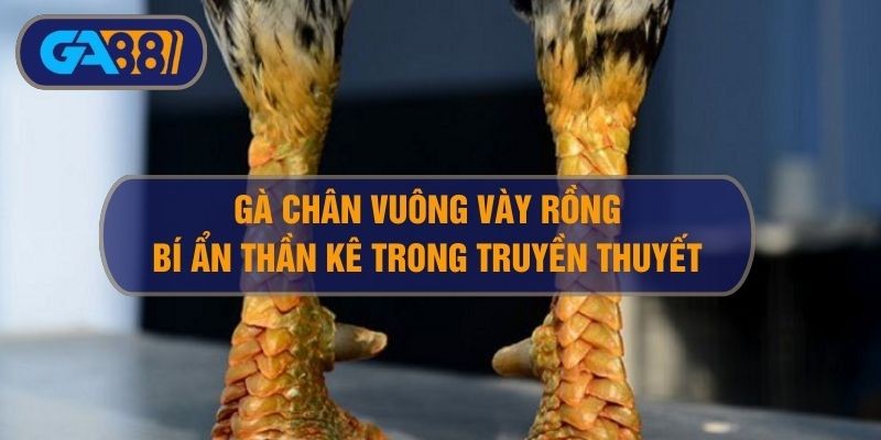 GA88 Gà chân vuông vảy rồng - Bí ẩn giống thần kê trong truyền thuyết