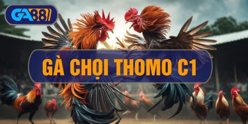 GA88 Gà Chọi C1 Thomo - Tìm Hiểu Về Champions League Của Đá Gà