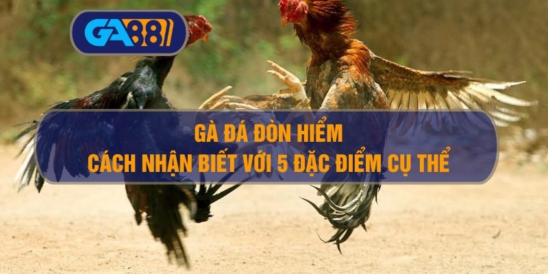 GA88 Cách nhận biết gà đá đòn hiểm – 5 đặc điểm dân chơi phải biết