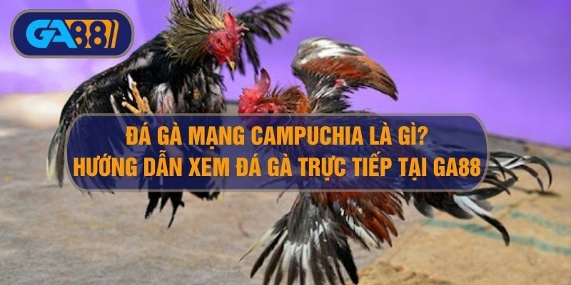 GA88 Đá gà mạng Campuchia là gì? Cách xem gà đá Campuchia Thomo tại Ga88
