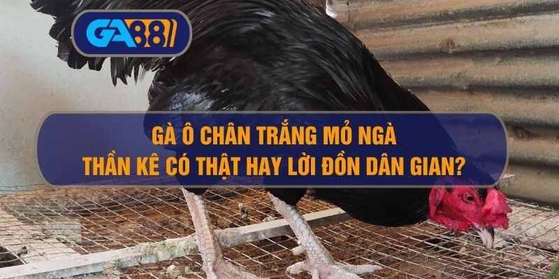 GA88 Gà ô chân trắng mỏ ngà – Cùng GA88 tìm hiểu Thần kê có thật hay lời đồn dân gian?