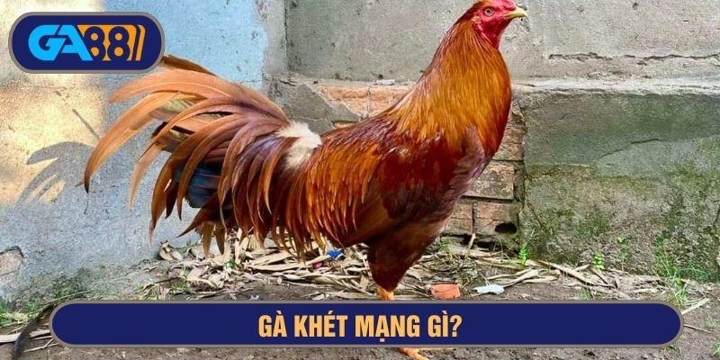 GA88 Gà khét mạng gì? Chân vàng, chân xanh có khác nhau?